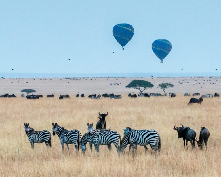 Hot air balloons over the Maasai Mara plains in the early morning
