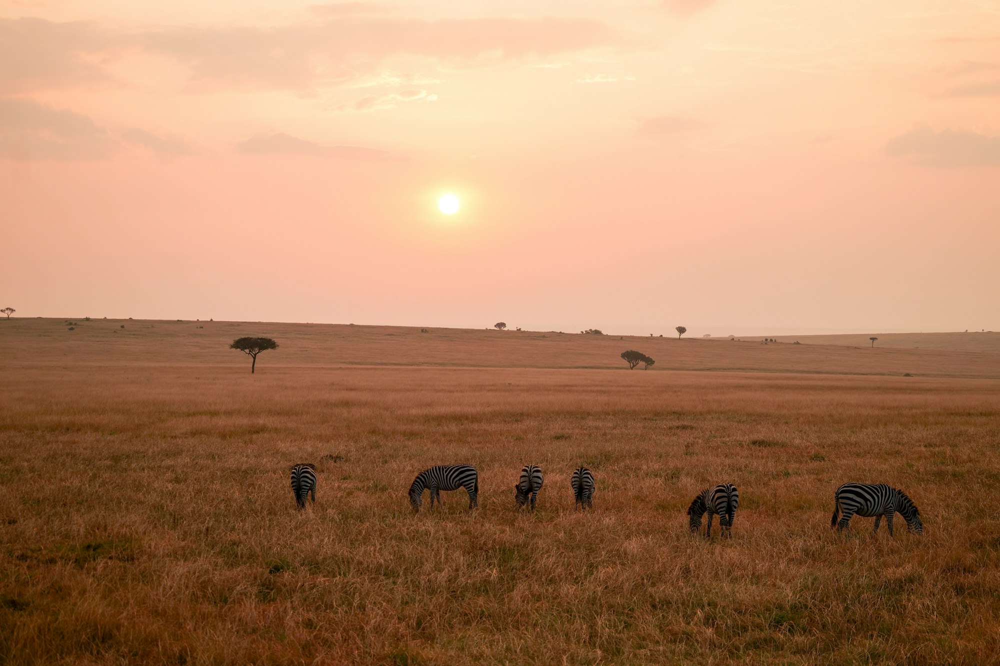 A herd of zebras crossing open savanna beneath a hazy sunset